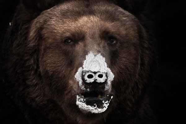 Cokebear_final2.jpg