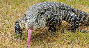 tegu.jpg