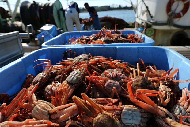 Snow Crab Season Begins In Japan Snow Crab Season Begins In Japan