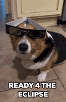 Solar Eclipse Dogs GIF by Storyful