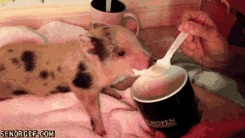 ice cream pig out GIF